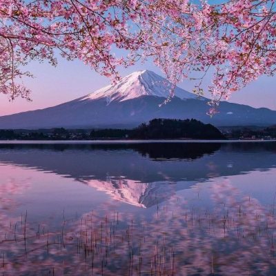 Cherry Blossom Tree or Sakura - Visit Japan in 2024_11zon